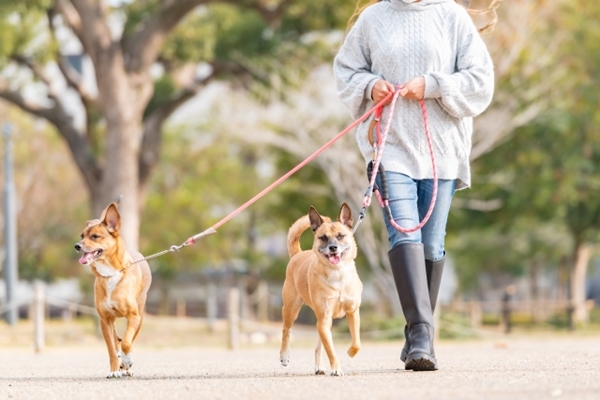 お散歩の代行の場合